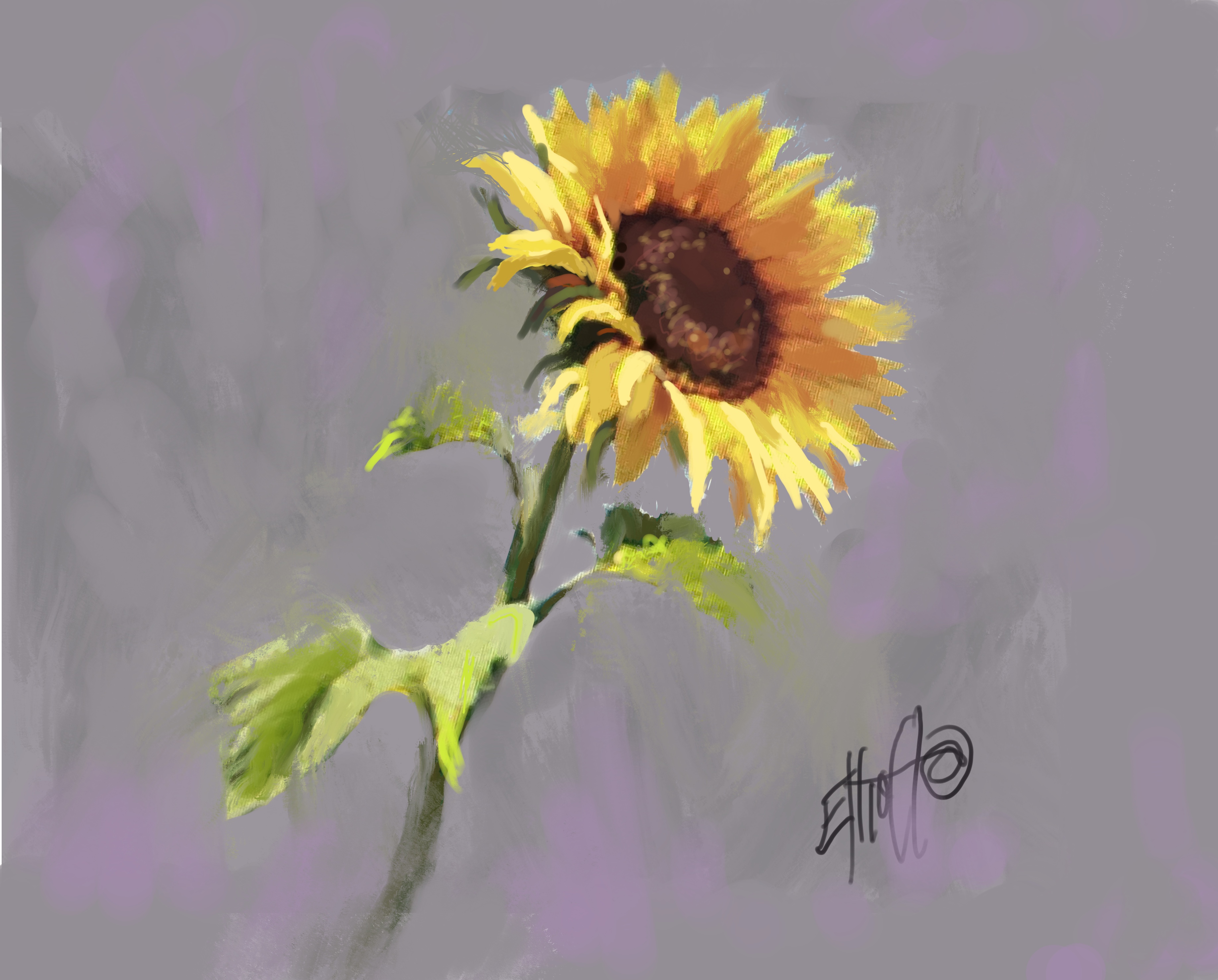 Sunflower